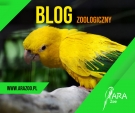 Blog o papugach - przydatne rady dla posiadaczy .